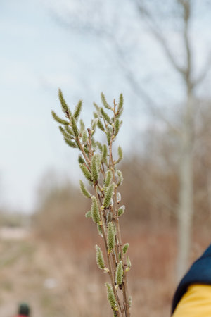 Close-up of willow catkins in early spring. Fuzzy buds on slender branches with a soft-focus natural...