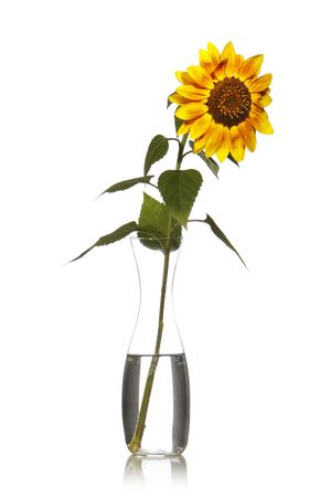 Yellow sunflower in a vase with water isolated in white background の写真素材