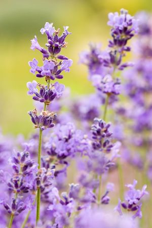 aromatic bunch of lavender isolated on green backgroundの写真素材