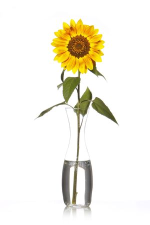 Yellow sunflower on vase with water isolated on white background の写真素材