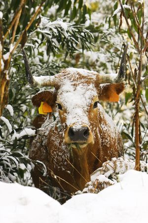 Cow with snow on the bushの写真素材