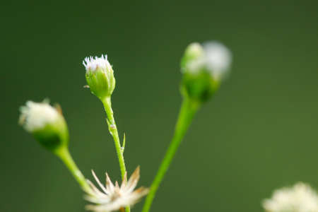 Green Wild Flower start to bloomsの写真素材