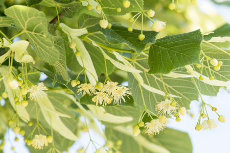 Linden flower on the tree, a natural alternative medicine.の写真素材