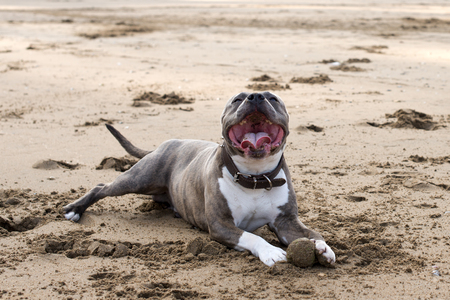 Stafford shire terrier With open mouth resting on the beach.の写真素材