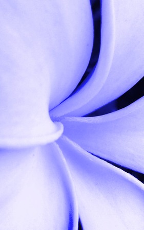 Blooming White Plumeria Obtusa Flower in The Gardenの写真素材