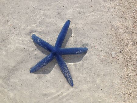 Starfishの写真素材