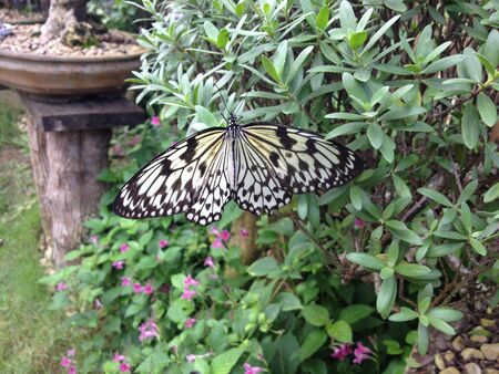 Butterfliesの写真素材