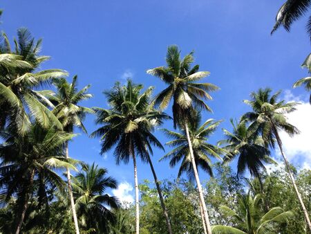 Palm treesの写真素材