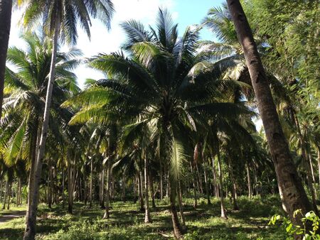 Palm treesの写真素材