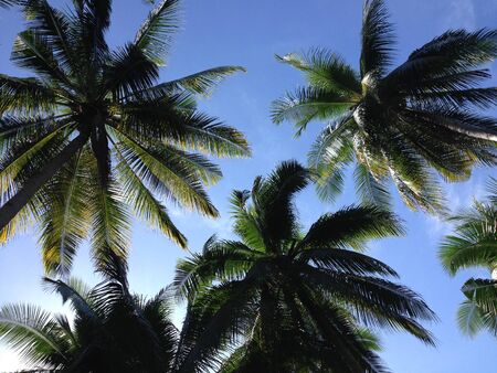 Palm treesの写真素材