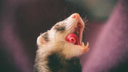 Close-up Image Beautiful Adorable Domestic Ferret Pet Concept