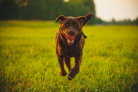 Colorful Portrait Beautiful Healthy Strong Dog Running Autumn Parkの写真素材