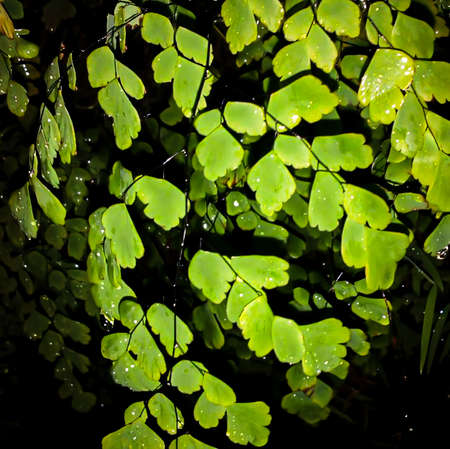 Greenery grew well up the walls, creeping around the walls.の写真素材