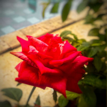Red flowers blooming early in the morning in the clean air, beside a blue swimming pool with clear water.の写真素材