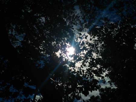 The line of sunlight shining through the shady trees, making it beautiful to look, at from under the trees.の写真素材