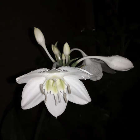 Beautiful white flower, in dark night in Ambon city.の写真素材