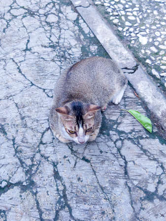 A hungry street cat is asking to be fed for him and he is waiting and patientの写真素材