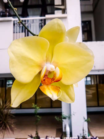 the yellow flowers growing near the house were lush and, looking pretty on the eyesの写真素材