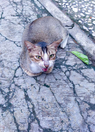 A hungry street cat is asking to be fed for him and he is waiting and patientの写真素材
