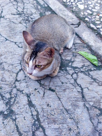 A hungry street cat is asking to be fed for him and he is waiting and patientの写真素材