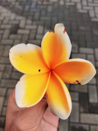 The flower pool of milk, with a combination of white and orange, has just fallen from the tree because of the rain last night.の写真素材