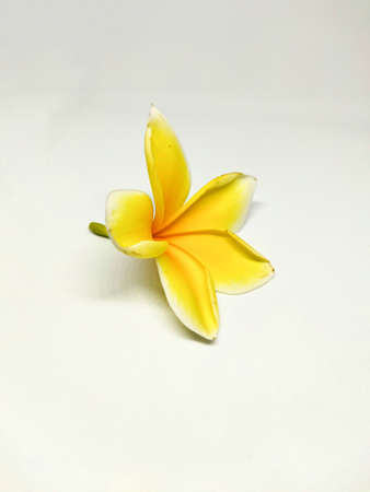 The flower pool of milk, with a combination of white and orange, has just fallen from the tree because of the rain last night.の写真素材