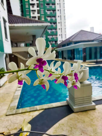 Stunning white flowers grow on the trunk of the coconut trees and lead directly to the fresh swimming pool.sの写真素材