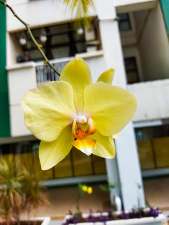The attractive yellow flowers, growing like parasites, on the trunk of a coconut tree, but in no way harm the coconut treeの写真素材
