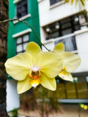 The attractive yellow flowers, growing like parasites, on the trunk of a coconut tree, but in no way harm the coconut treeの写真素材