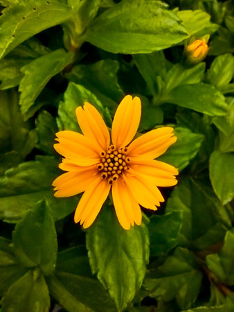 Beautiful yellow flower located beside the highway, this flower is very popular with small bees, because it contains a lot of starch in it.の写真素材