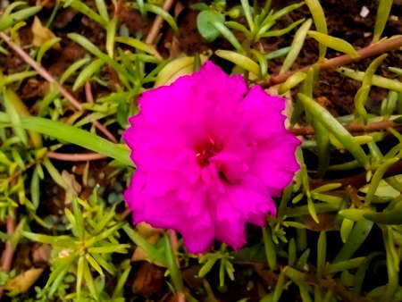 Small red flowers blooming in the garden in the morning, they look charming and beautifulの写真素材