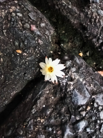 The charming little flower that fell last night, and is currently being pinched by a rock in the gardenの写真素材