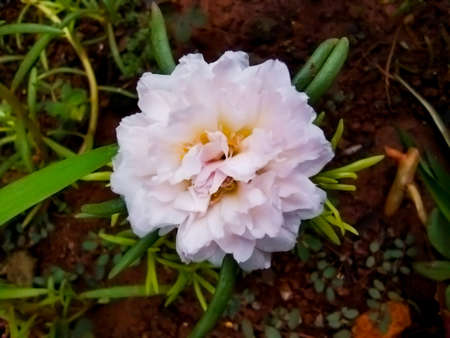 The small white flowers that bloom in the morning are amazing, making the yard even more beautiful.の写真素材