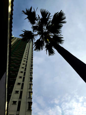 A tree that stood alone, above which was a stunning blue sky and an apartment building behind itの写真素材