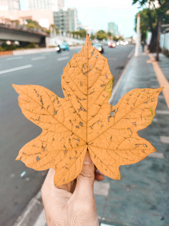 Dried flowers fall from trees and are being held by human hands, behind which there are many vehicles passing by.の写真素材