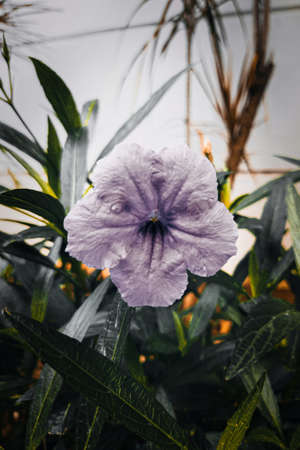 Purple flowers in the garden that bloom beautifully and fresh in the morning, there are little water droplets on the leaves, this indicates that last night it rained.の写真素材