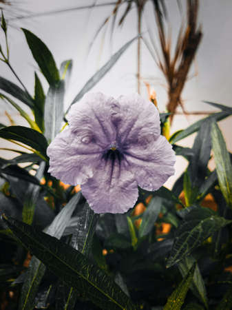 Purple flowers in the garden that bloom beautifully and fresh in the morning, there are little water droplets on the leaves, this indicates that last night it rained.の写真素材