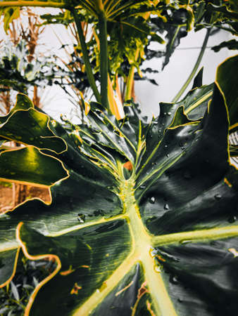 A flower whose leaves are green with large and thick leaf size, there are raindrops on the leaves, this indicates that it rained last nightの写真素材