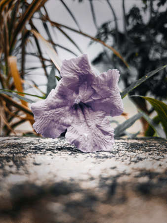 Purple flowers in the garden that bloom beautifully and fresh in the morning, there are little water droplets on the leaves, this indicates that last night it rained.の写真素材