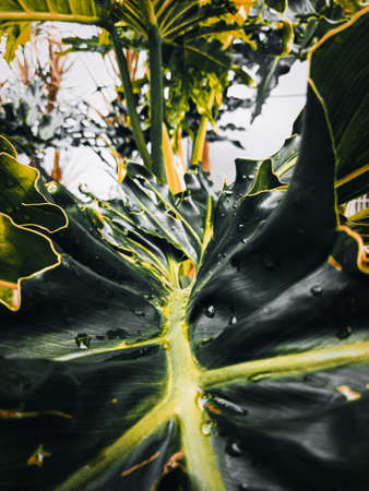 A flower whose leaves are green with large and thick leaf size, there are raindrops on the leaves, this indicates that it rained last nightの写真素材