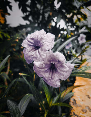 Purple flowers in the garden that bloom beautifully and fresh in the morning, there are little water droplets on the leaves, this indicates that last night it rained.の写真素材