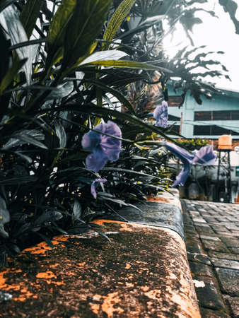 Purple flowers in the garden that bloom beautifully and fresh in the morning, there are little water droplets on the leaves, this indicates that last night it rained.の写真素材