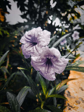Purple flowers in the garden that bloom beautifully and fresh in the morning, there are little water droplets on the leaves, this indicates that last night it rained.の写真素材