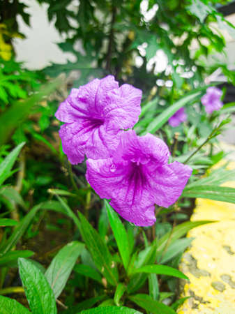 Purple flowers in the garden that bloom beautifully and fresh in the morning, there are little water droplets on the leaves, this indicates that last night it rained.の写真素材