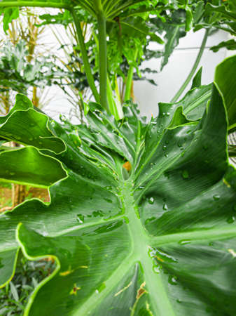 Plants whose leaves are green with large and thick leaf sizes there are raindrops on the leaves, this indicates it rained last night.の写真素材