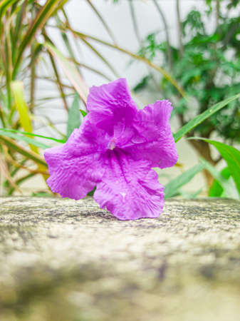 Purple flowers in the garden that bloom beautifully and fresh in the morning, there are little water droplets on the leaves, this indicates that last night it rained.の写真素材