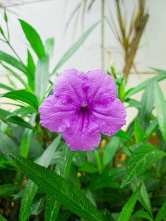 Purple flowers in the garden that bloom beautifully and fresh in the morning, there are little water droplets on the leaves, this indicates that last night it rained.の写真素材