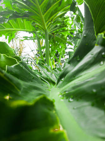 Plants whose leaves are green with large and thick leaf sizes there are raindrops on the leaves,...