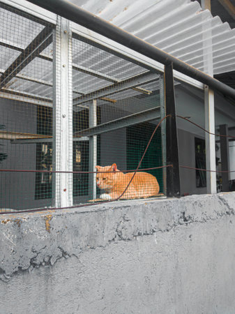 An orange pet cat, which is placed in a cage, and it looks like the cat is not happy to be cared for by being confined in a cageの写真素材