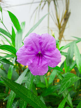 Purple flowers in the garden that bloom beautifully and fresh in the morning, there are little water droplets on the leaves, this indicates that last night it rained.の写真素材